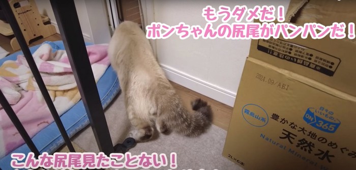 尻尾がパンパンになった猫