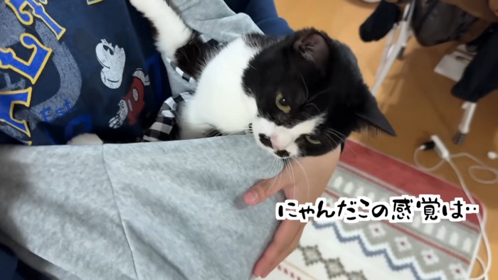 抱っこ紐に入った猫