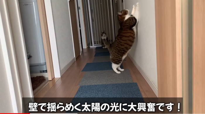 伸び上がる猫