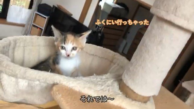 ハンモックの中の子猫