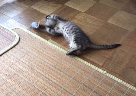 猫が寝ながら触っている