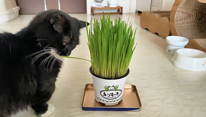 猫草に横から近づくミヌエット