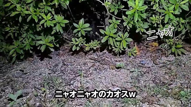 茂みの中から覗く子猫