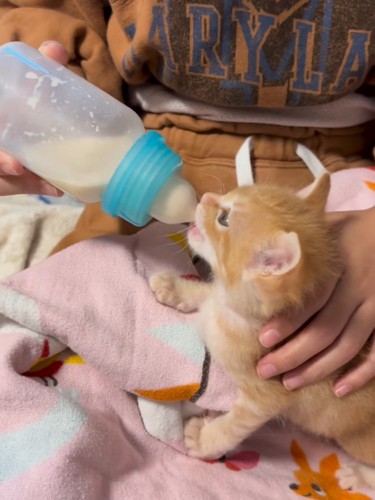 横から見た子猫