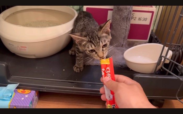 ケージで食べる子猫