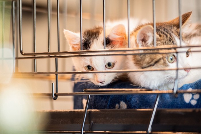 ケージの中にいる2匹の猫