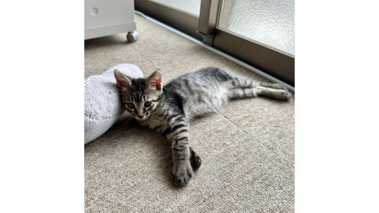 室内にいる猫