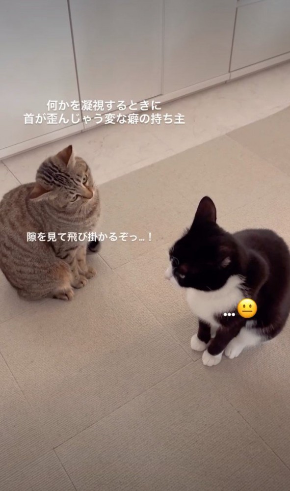 首を傾けるキジ猫と黒白猫
