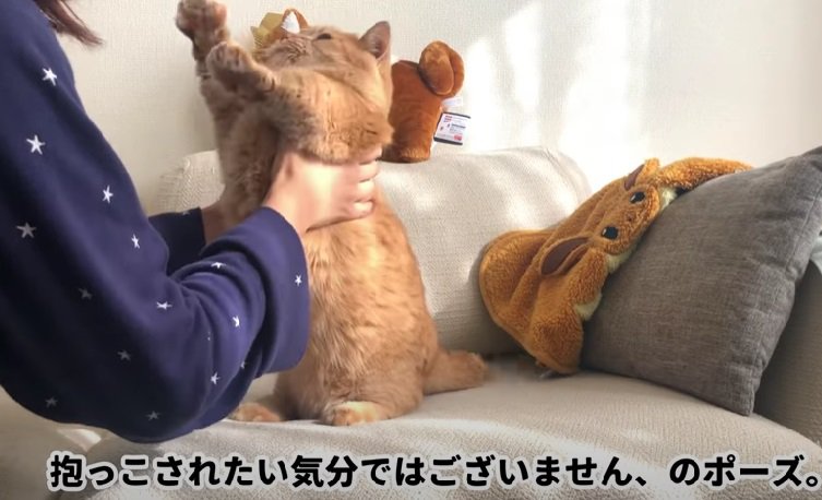 飼い主さんに抱っこされるマンチカン