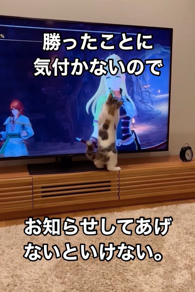 テレビ画面をひっかく猫