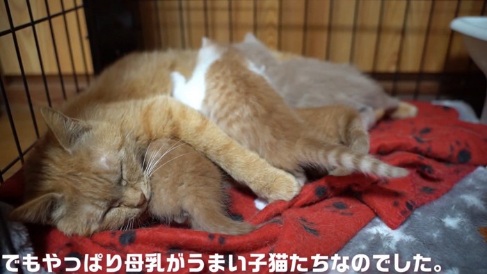 母猫の母乳を飲む子猫たち