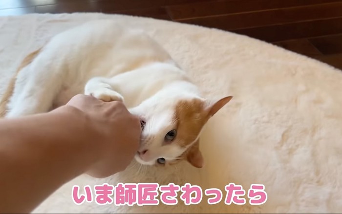 噛む猫