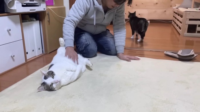 撫でられる白系猫と後ろ姿のキジシロ