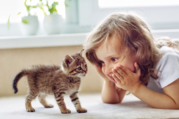 女の子と遊ぶ子猫