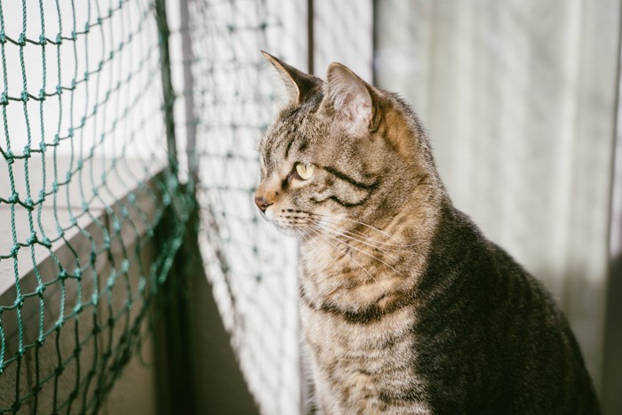 外を眺める猫