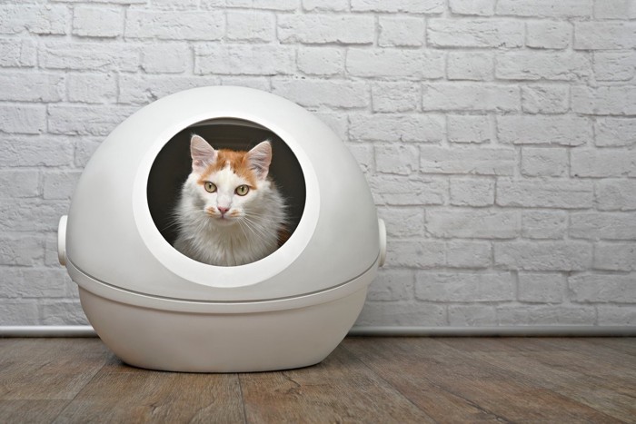 安心して排泄する猫