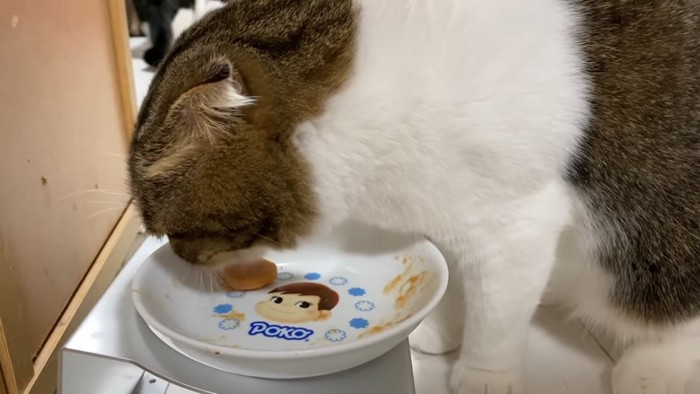 おやつを食べる猫