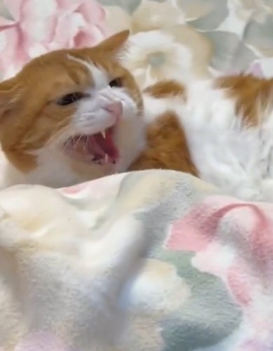 シャーする猫