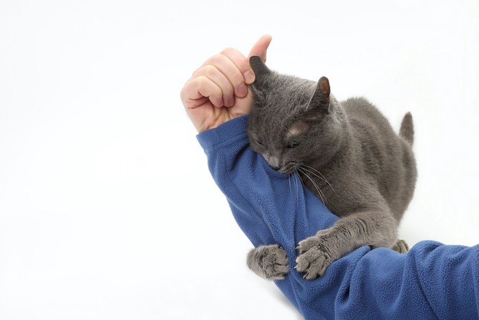 飼い主の手にしがみつく猫