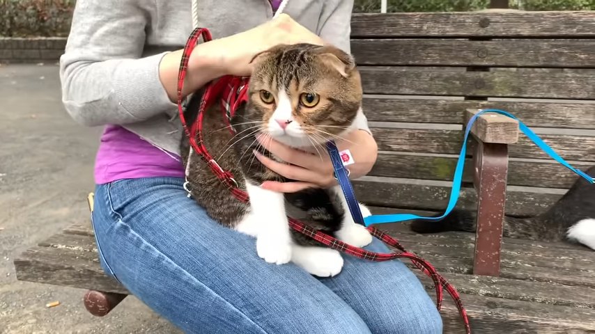 人の膝の上に座る猫