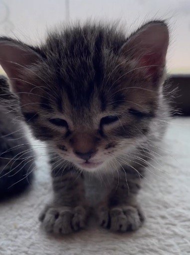 瞼が閉じてきた子猫