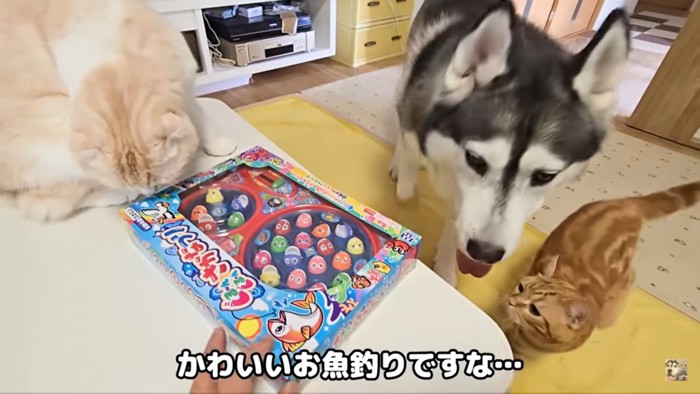 魚釣りのおもちゃ