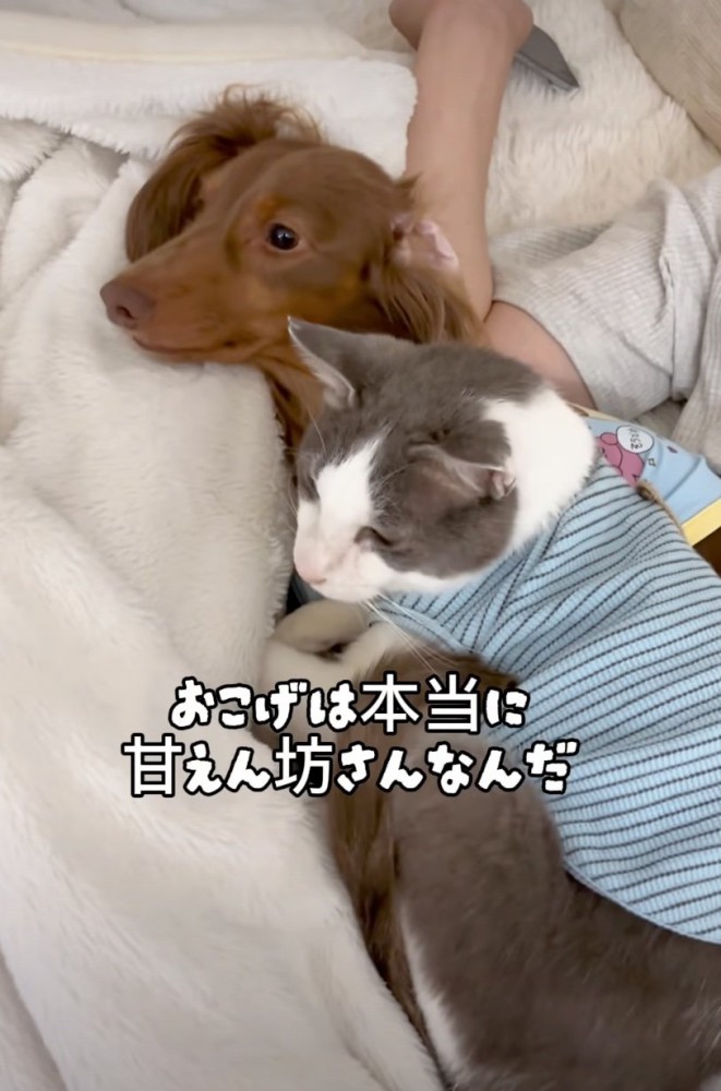 犬を抱きしめる猫