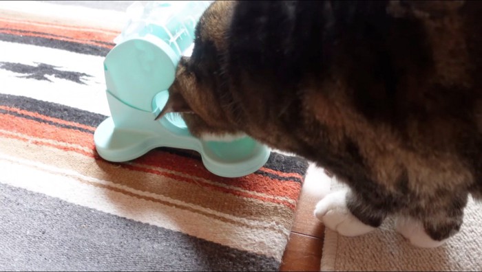 頭がおもちゃにつっかえておやつを食べられない猫