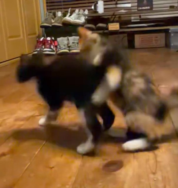 2匹で遊ぶ