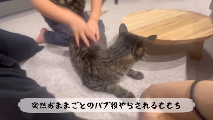 ままごとをさせられるキジトラ猫