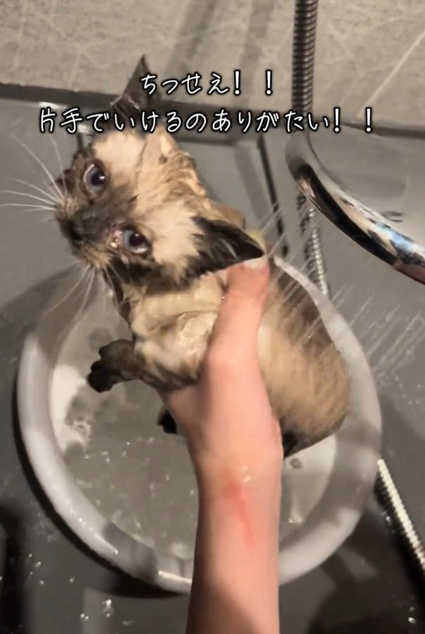 飼い主さんを見つめる子猫