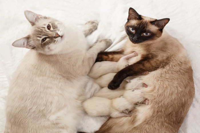 見上げる成猫とミルクを飲む子猫