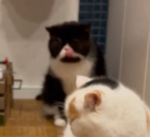 口元を舐める白黒猫