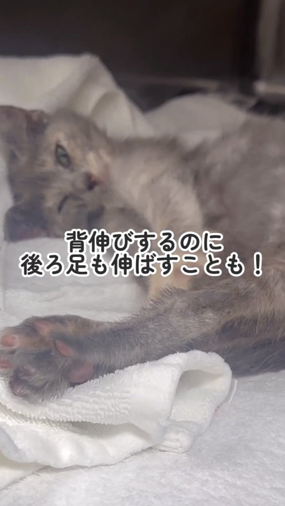 足を伸ばす猫