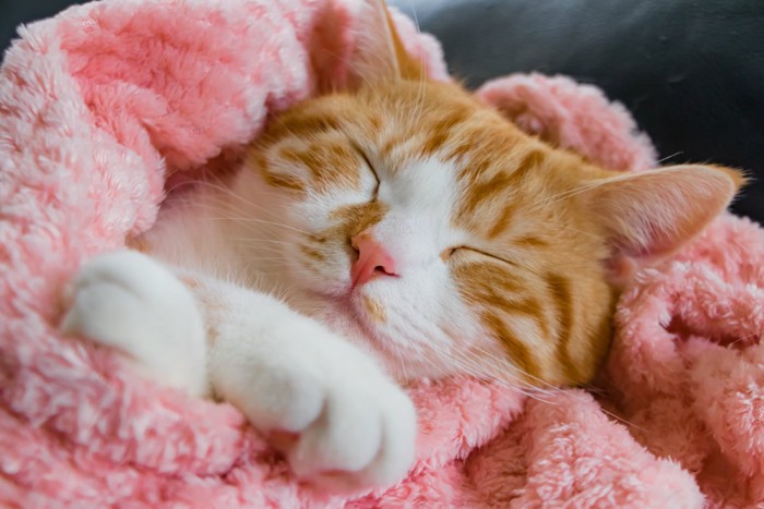 安心しきって眠る猫