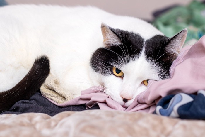 柔らかい服の上で横たわる白黒猫