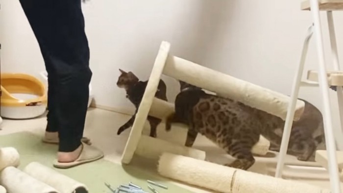 3匹の猫