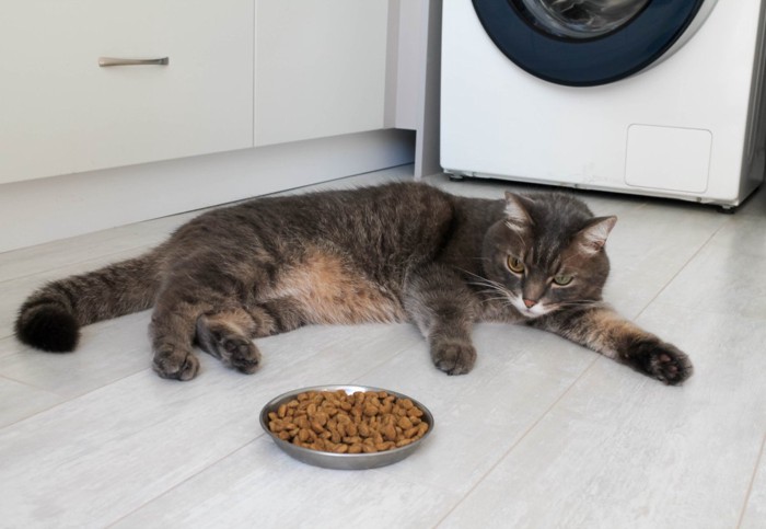 ごはんに興味のない猫
