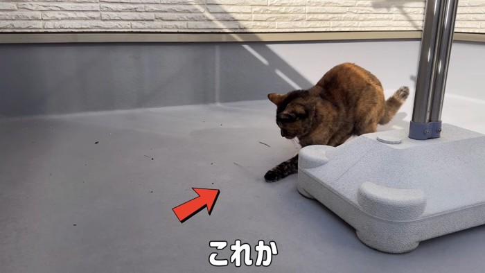 これか