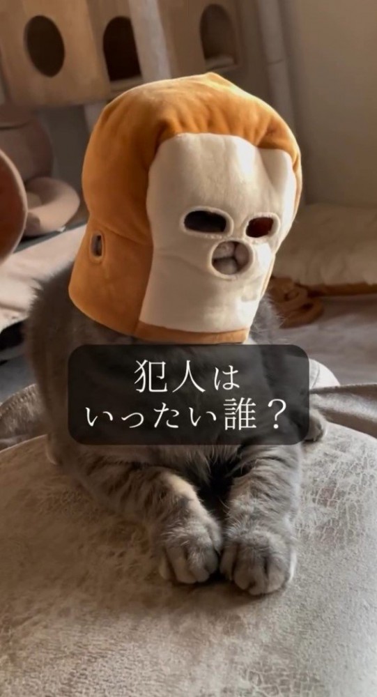 パンの被り物をかぶった猫