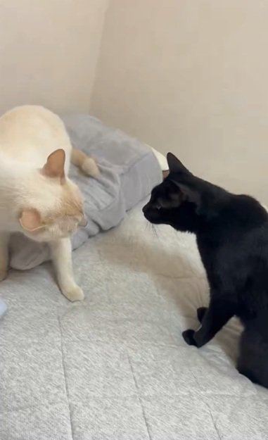 睨み合う猫