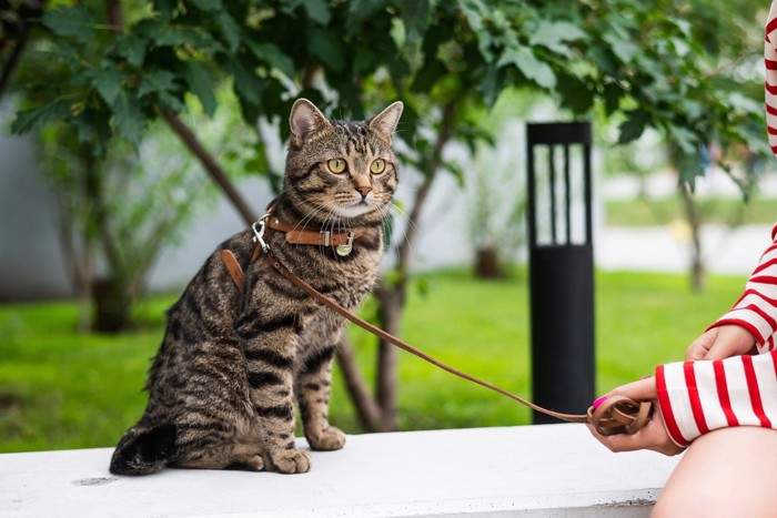 散歩中の猫