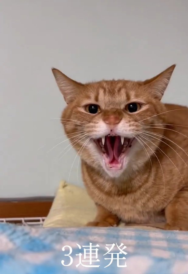 シャーをするひかりちゃん