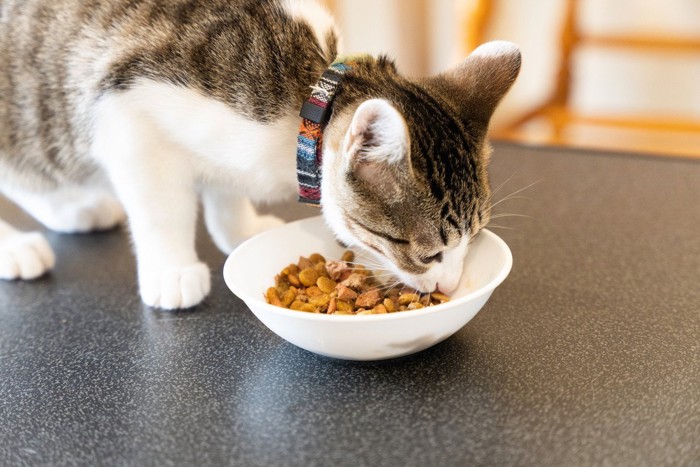 ごはんを食べる猫