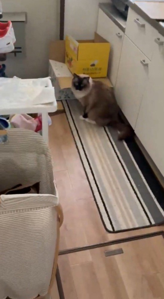 飼い主の方をふり返る、キッチンの中に忍び込んだ猫