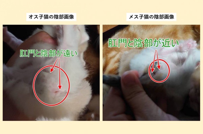 雄子猫と雌子猫の陰部画像