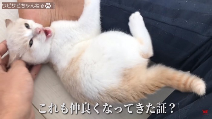 噛む子猫