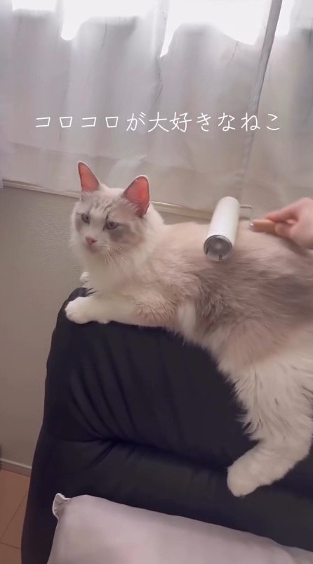 猫の背中に粘着テープを乗せる飼い主