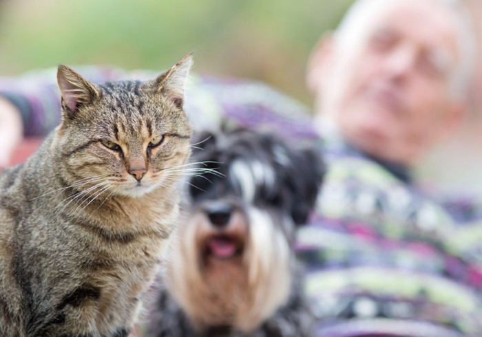 嫉妬する猫