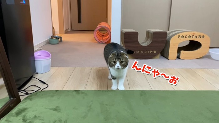 立つ猫